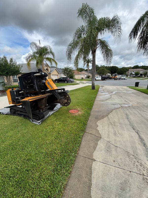Tree Removal