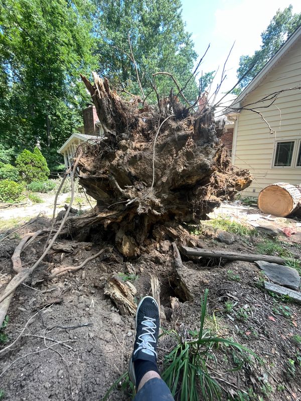 Tree Maintenance