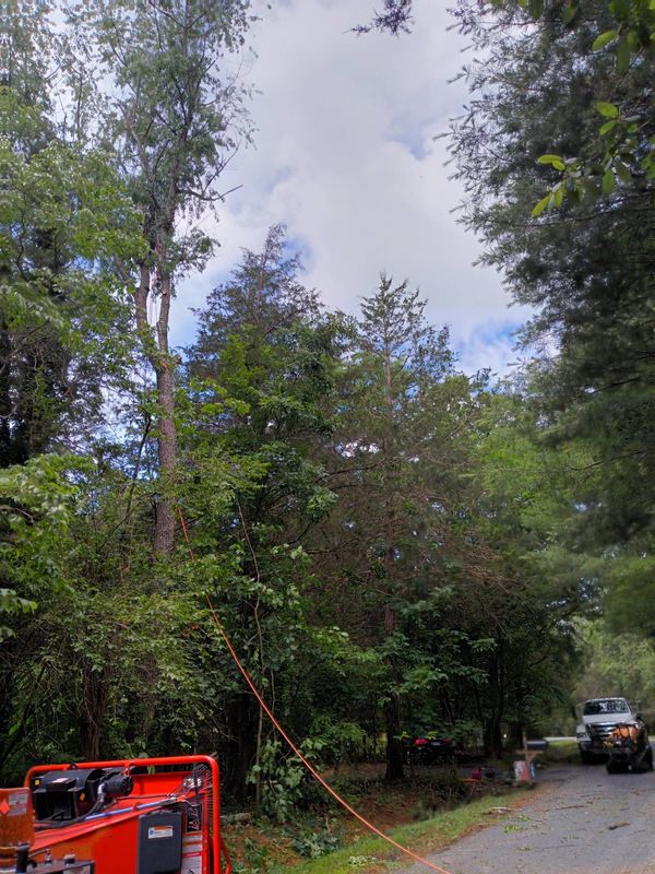 Tree Removal