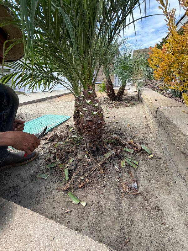 Shrub Trimming