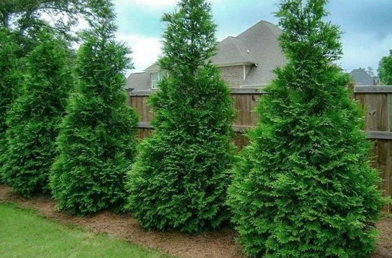 Privacy Trees