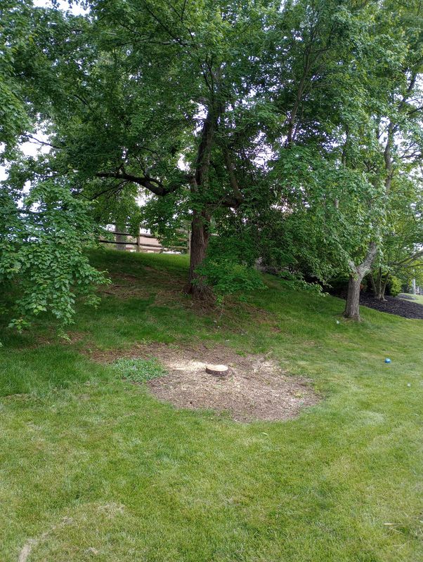 Tree Removal