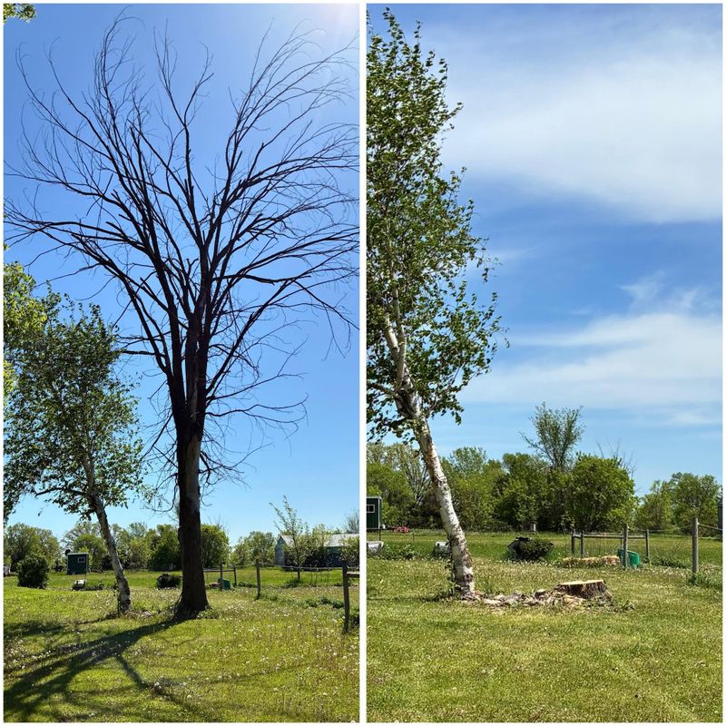 Tree Removal