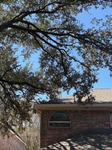 Tree Trimming