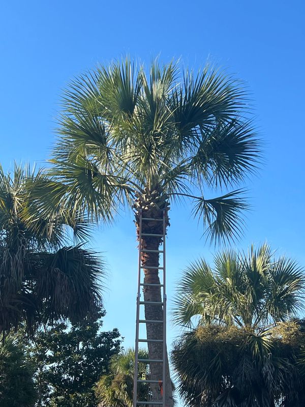 Canopy Balancing