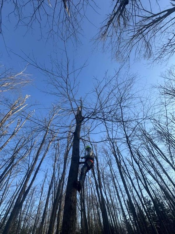 Tree Removal