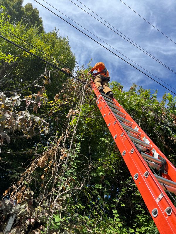 Tree Trimming