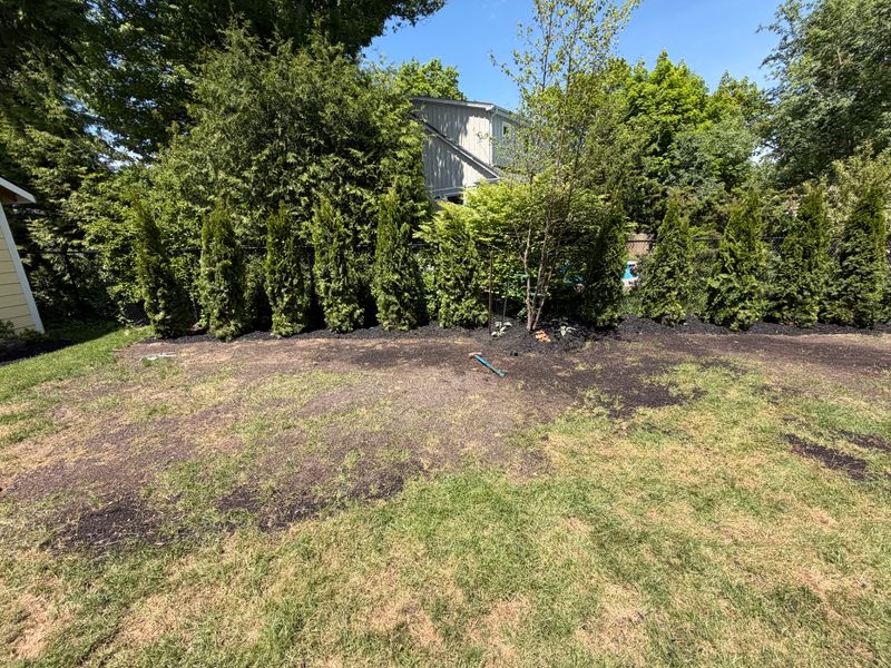 Emerald Cedar Privacy Screen & Landscape Installation | Ancaster, ON