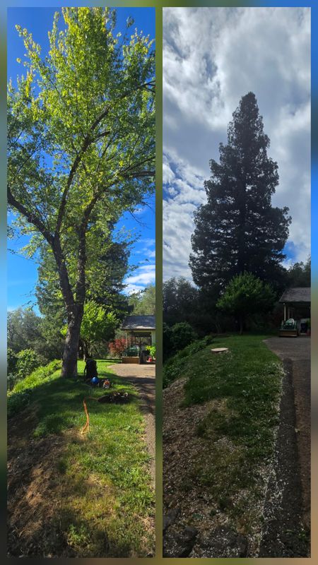Tree Trimming