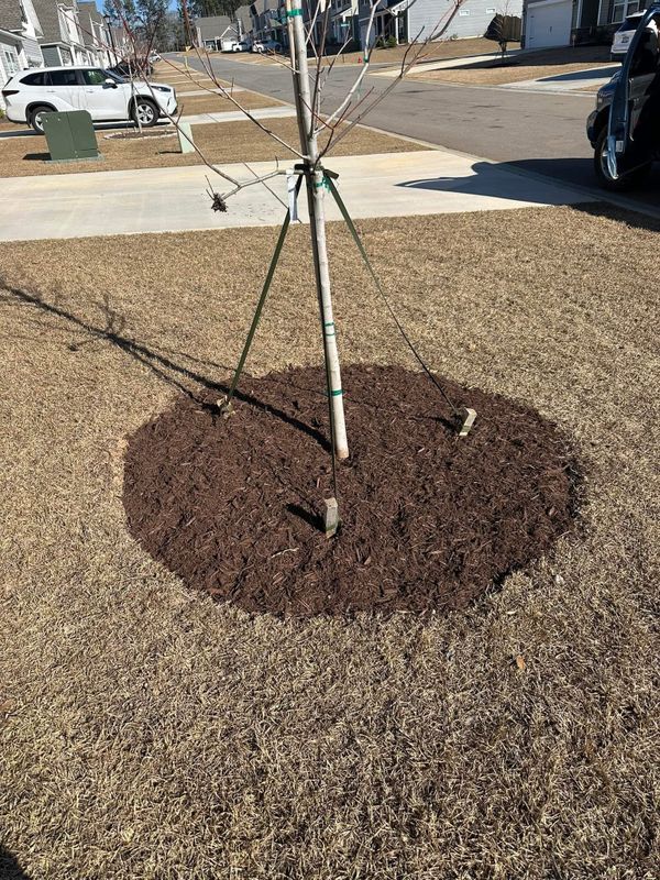 Mulch / Pine straw Install
