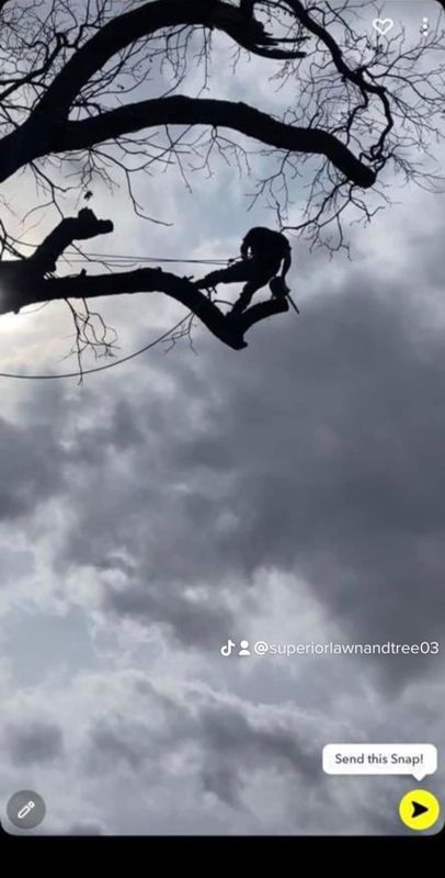 Tree Services