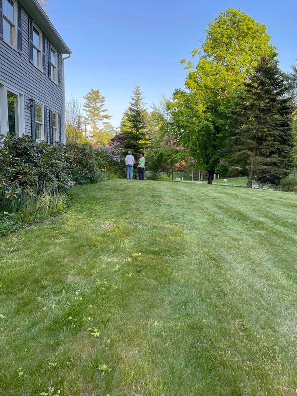 Tree Removal gallery