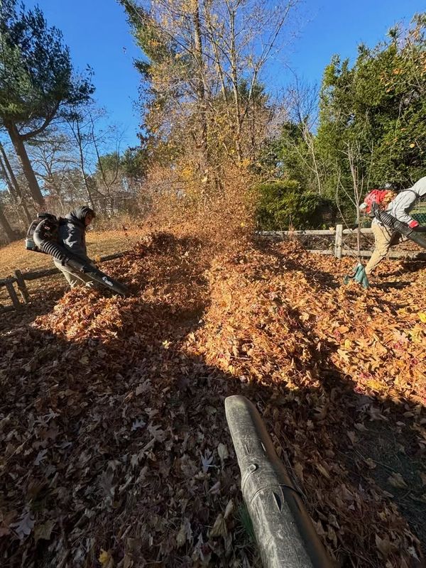 Lawn Maintenance