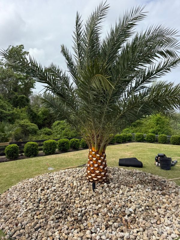 Tree & Shrub Care
