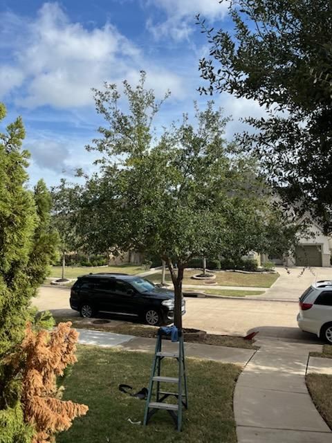 Tree Trimming