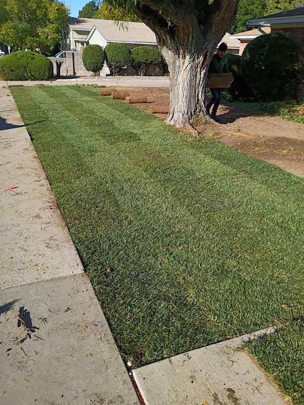 Sod Installation