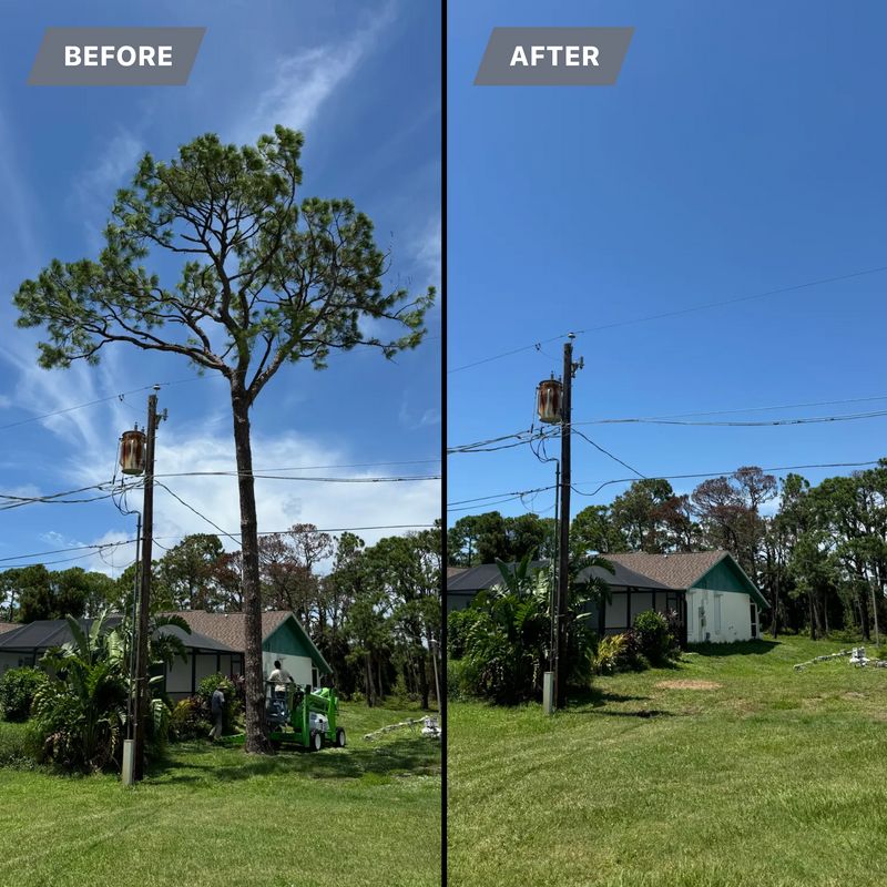 Tree Removal gallery