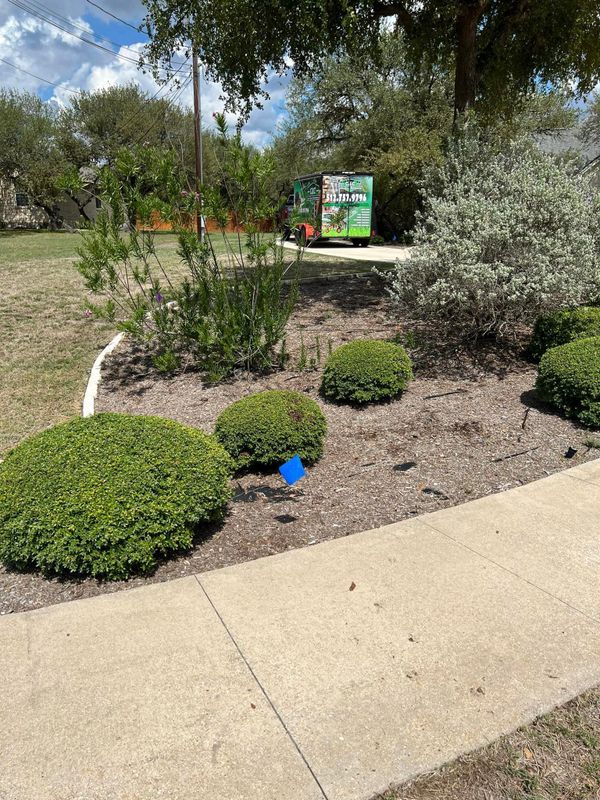 Shrub Trimming