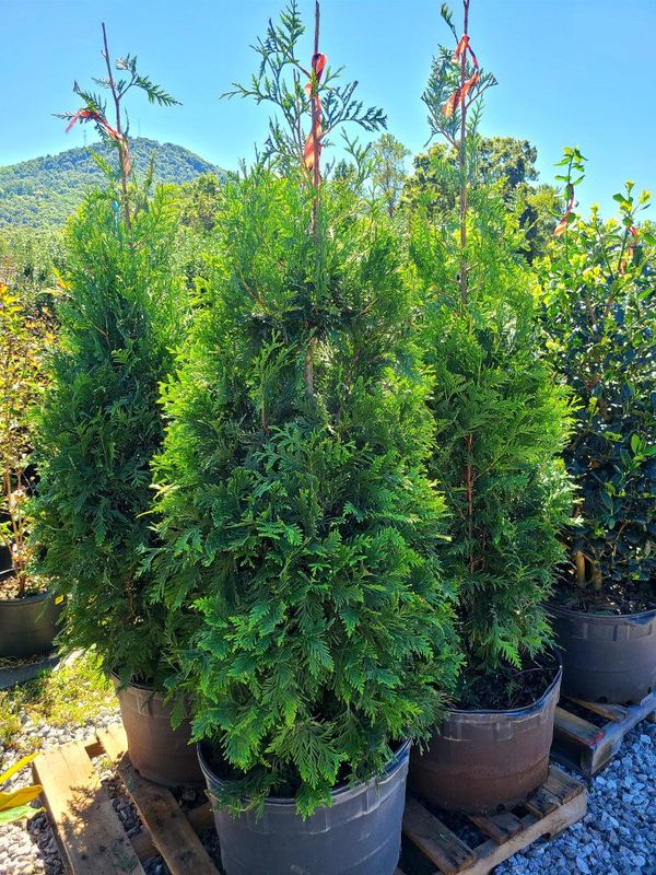 Privacy Trees