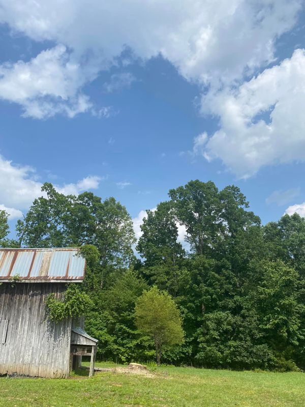 Tree Removal gallery