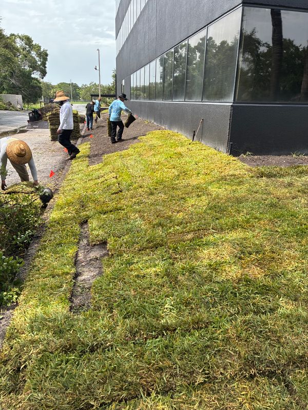 Sod Installation