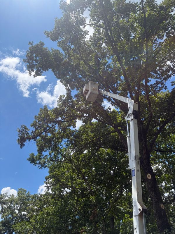 Tree Trimming