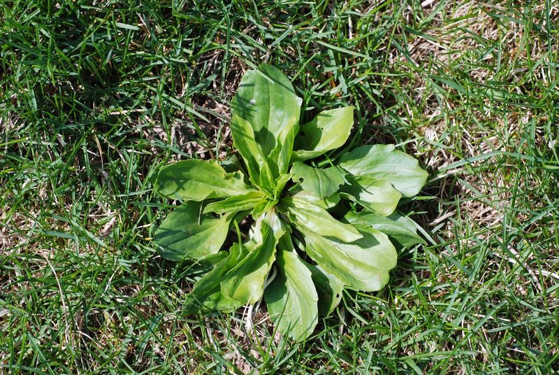 Weed control