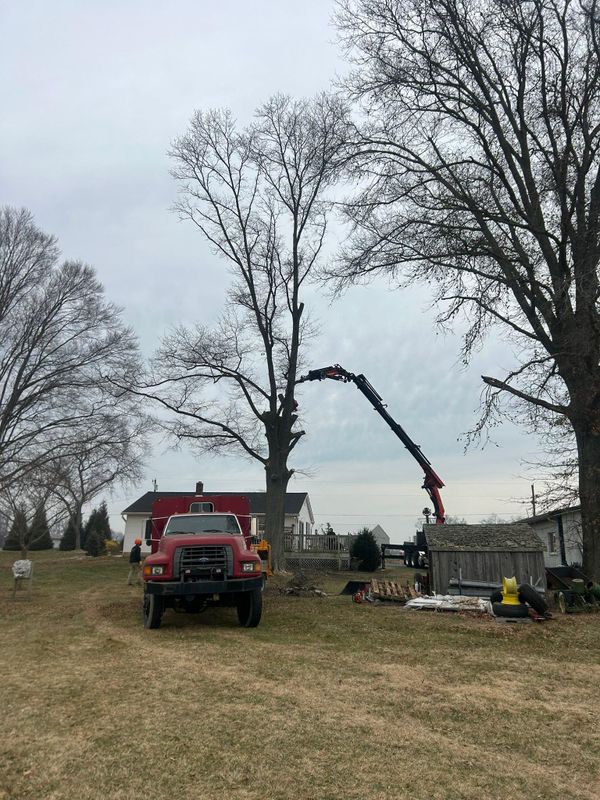 Tree Trimming