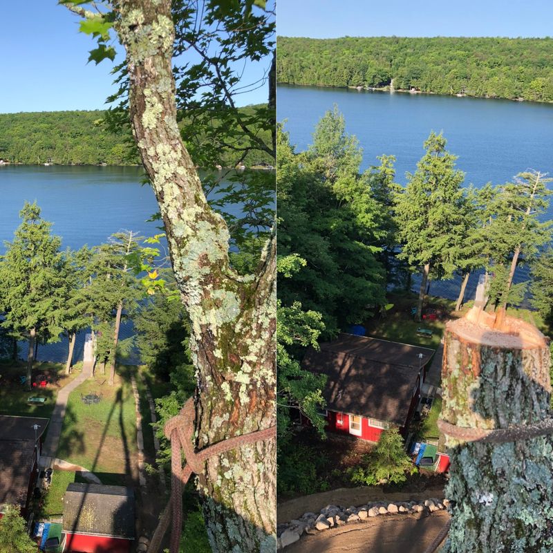 Tree Removal