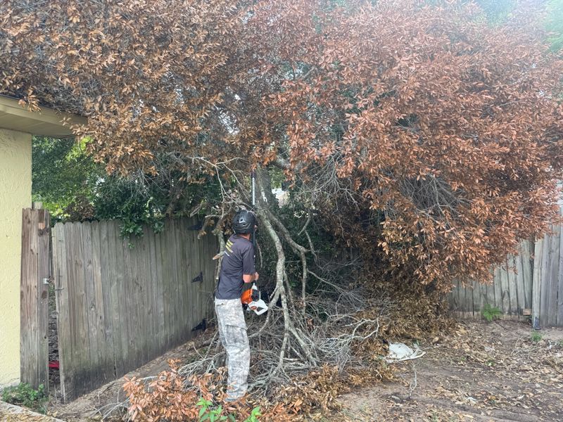 Tree Removal