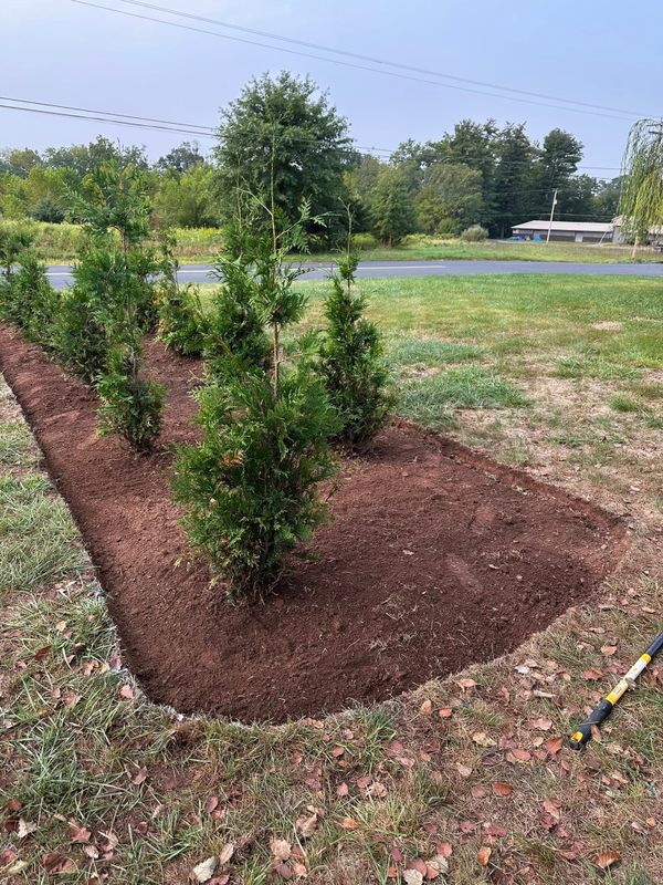 Privacy Hedge Installation