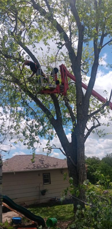 Tree Trimming