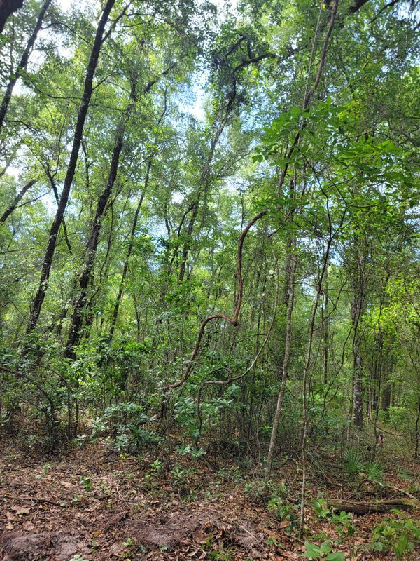 Land Clearing gallery
