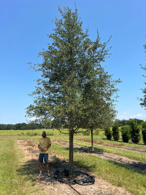 Tree service