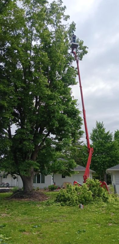 Tree Trimming