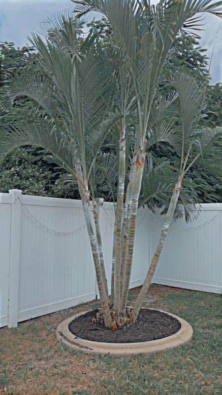 Tree Trimming