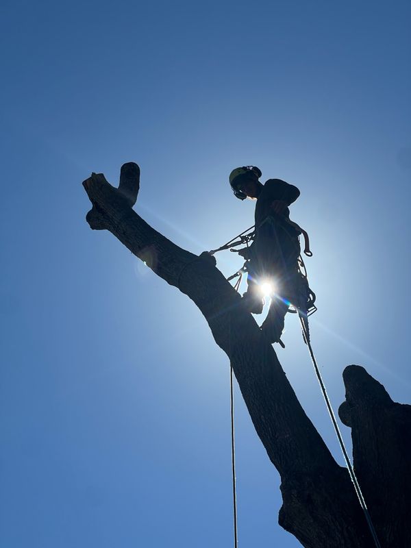 Tree Removal