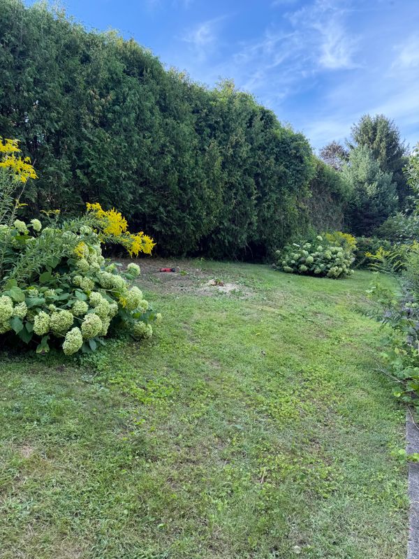 Tree Removal