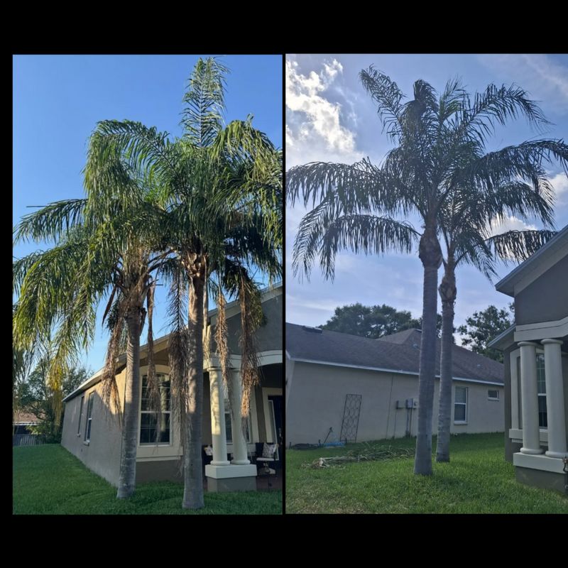 Palm Tree Installation