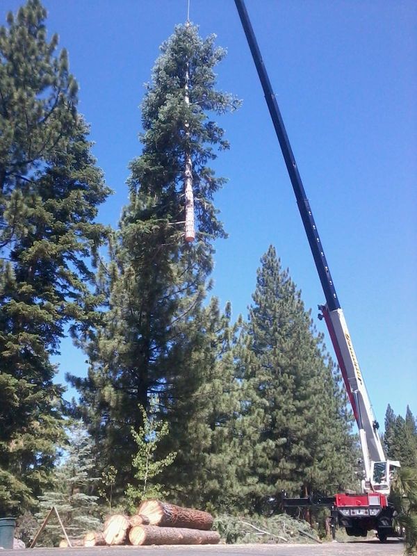 Tree Removal gallery