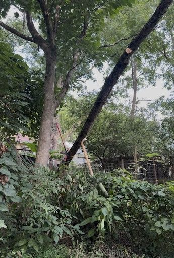 Tree Removal