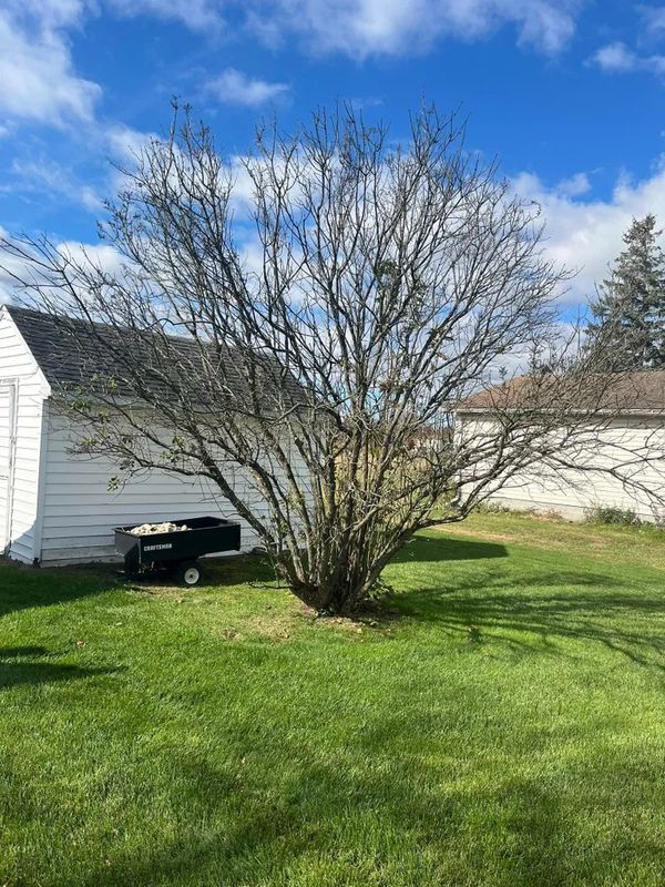 Tree Trimming