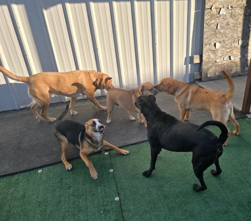 Open Play Daycare