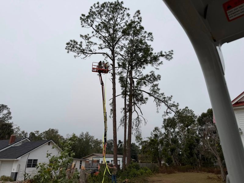 Tree Removal
