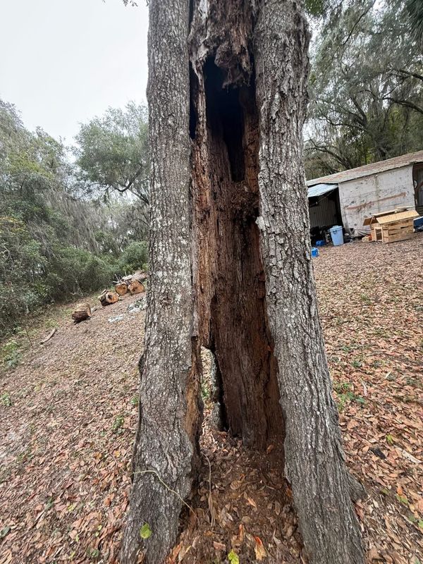 Tree company