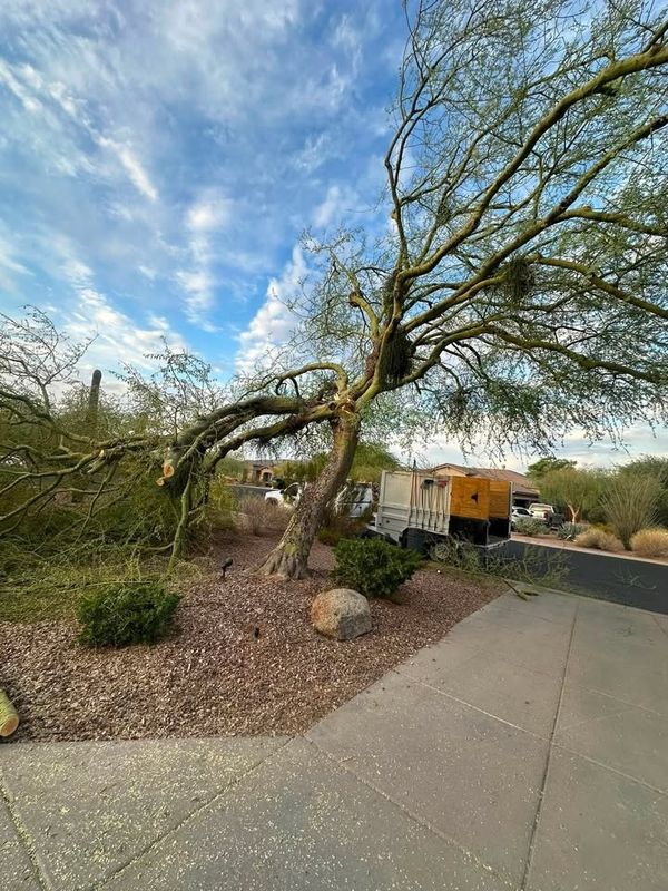 Tree Removal