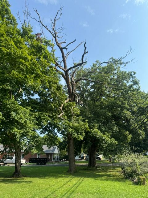 Tree Trimming & Removal
