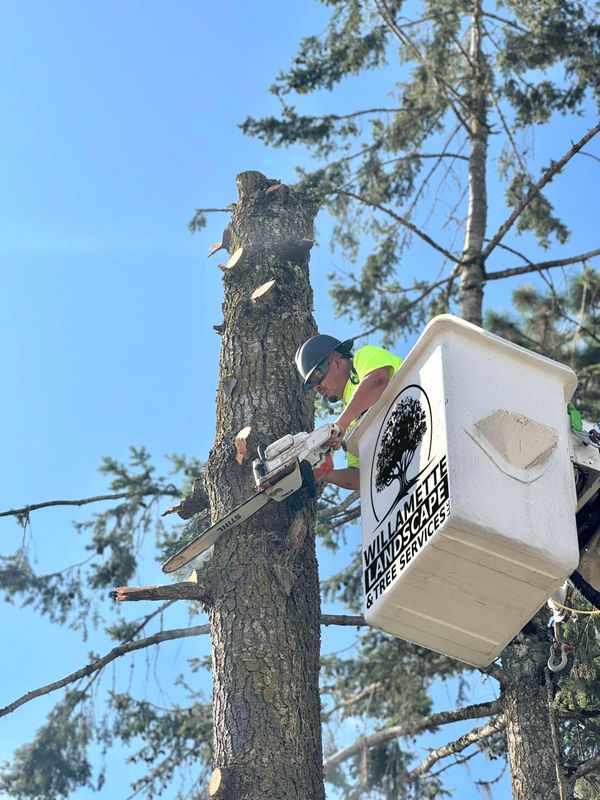 Tree Trimming