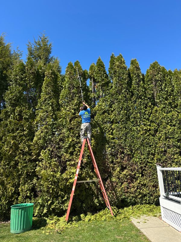 Shrub Trimming