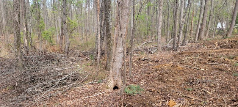 Land Clearing